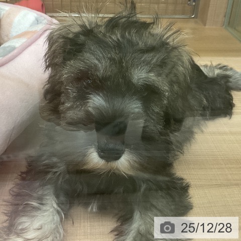 神奈川県のミニチュアシュナウザー (ペッツワン 横須賀久里浜店/2025年10月6日生まれ/男の子/ソルトペッパー)の子犬の3枚目の画像