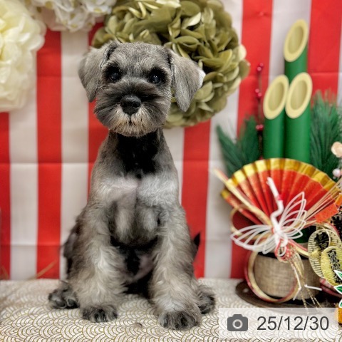 神奈川県のミニチュアシュナウザー (ペッツワン 横須賀久里浜店/2025年10月6日生まれ/男の子/ソルトペッパー)の子犬の3枚目の画像