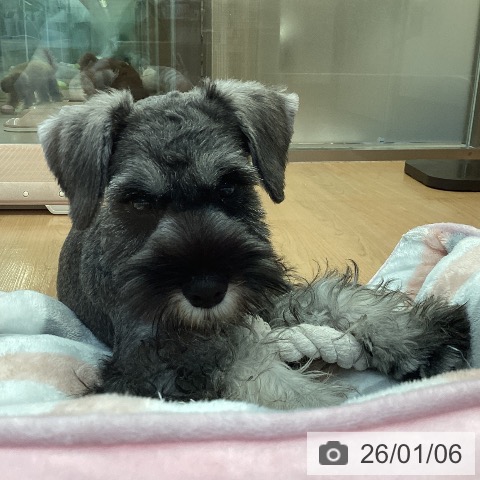 神奈川県のミニチュアシュナウザー (ペッツワン 横須賀久里浜店/2025年10月6日生まれ/男の子/ソルトペッパー)の子犬の3枚目の画像