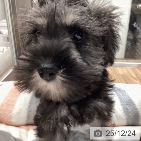 茨城県のミニチュアシュナウザー (ペッツワン つくば店/2025年10月6日生まれ/女の子/ソルトペッパー)の子犬の3枚目の画像