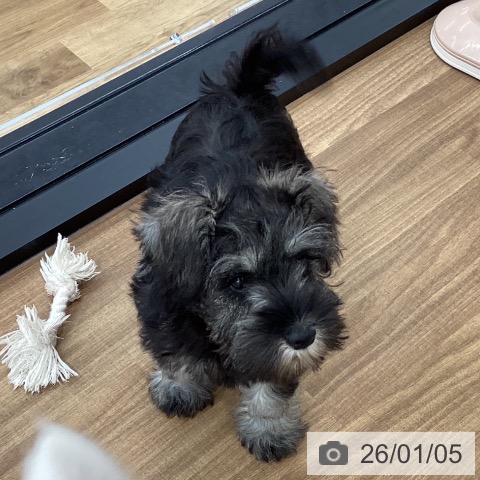 茨城県のミニチュアシュナウザー (ペッツワン つくば店/2025年10月6日生まれ/女の子/ソルトペッパー)の子犬の3枚目の画像