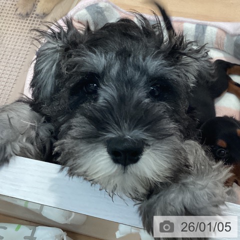 神奈川県のミニチュアシュナウザー (ペットプラス 海老名店/2025年10月6日生まれ/女の子/ソルトペッパー)の子犬の4枚目の画像