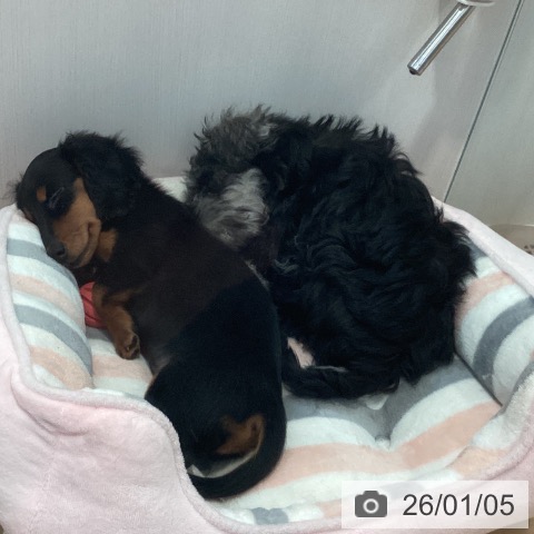 神奈川県のミニチュアシュナウザー (ペットプラス 海老名店/2025年10月6日生まれ/女の子/ソルトペッパー)の子犬の3枚目の画像