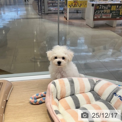 東京都のビションフリーゼ (ペットプラス 多摩平の森店/2025年10月5日生まれ/男の子/ホワイト)の子犬の3枚目の画像