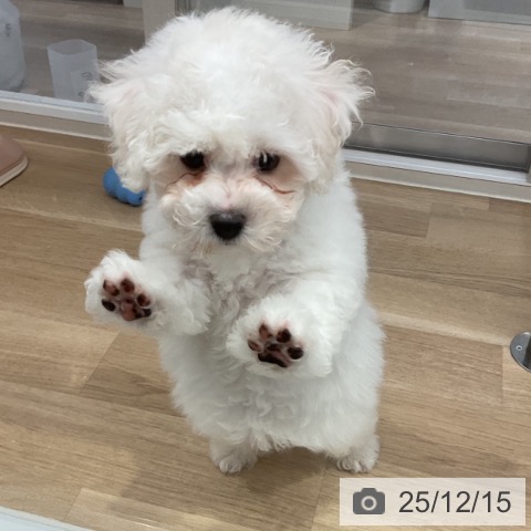 ビション・フリーゼの写真