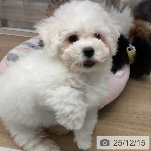 ビション・フリーゼの写真