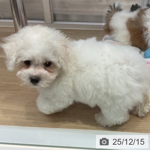 ビション・フリーゼの写真