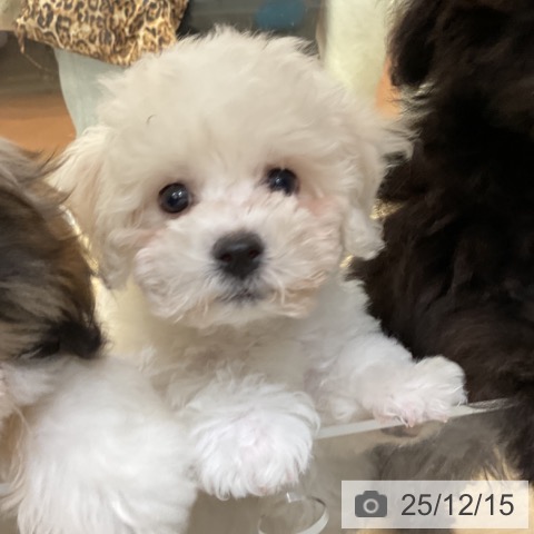 ビション・フリーゼの写真