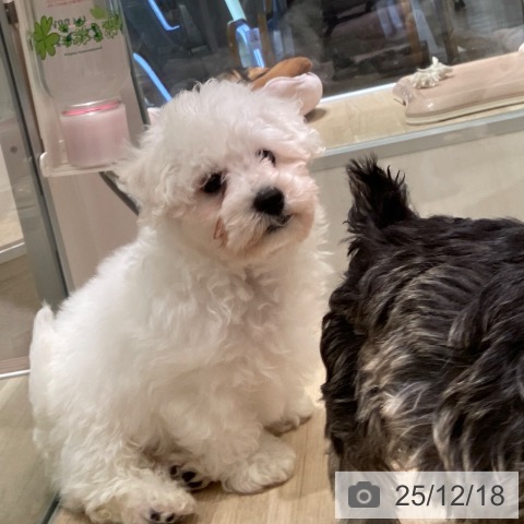 ビション・フリーゼの写真