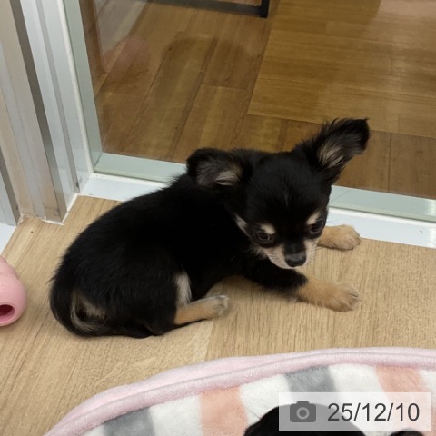 福島県のチワワ(ロング) (ペットプラス 福島店/2025年9月25日生まれ/男の子/ブラックタンホワイト)の子犬の4枚目の画像