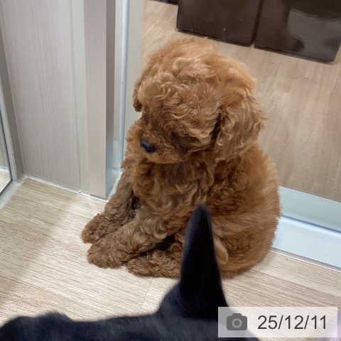 宮城県のトイプードル(トイ) (ペットプラス 仙台上杉店/2025年10月5日生まれ/男の子/レッド)の子犬の4枚目の画像