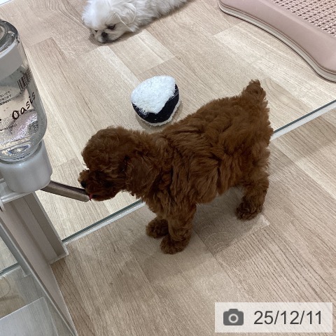 宮城県のトイプードル(トイ) (ペットプラス 仙台上杉店/2025年10月5日生まれ/男の子/レッド)の子犬の3枚目の画像