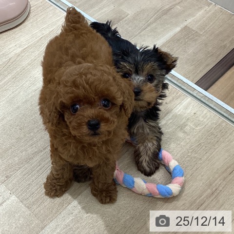 宮城県のトイプードル(トイ) (ペットプラス 仙台上杉店/2025年10月5日生まれ/男の子/レッド)の子犬の4枚目の画像