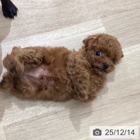 宮城県のトイプードル(トイ) (ペットプラス 仙台上杉店/2025年10月5日生まれ/男の子/レッド)の子犬の3枚目の画像