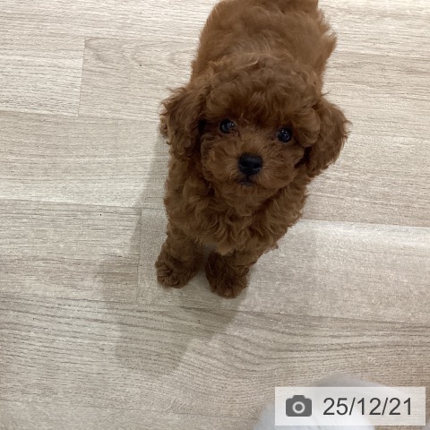 宮城県のトイプードル(トイ) (ペットプラス 仙台上杉店/2025年10月5日生まれ/男の子/レッド)の子犬の4枚目の画像