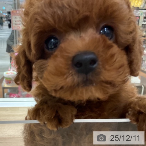 トイ・プードルの写真