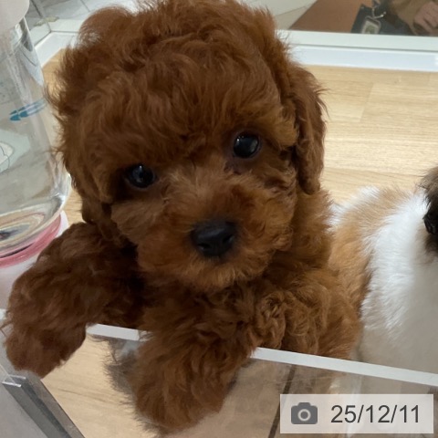 トイ・プードルの写真