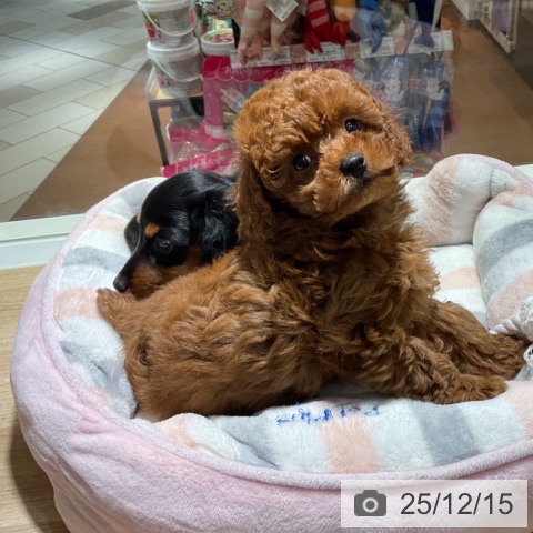 神奈川県のトイプードル(トイ) (ペットプラス 湘南平塚店/2025年10月5日生まれ/男の子/レッド)の子犬の3枚目の画像