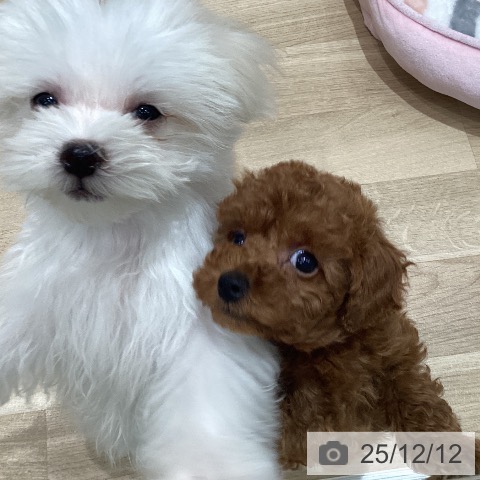 宮城県のトイプードル(トイ) (ペットプラス 仙台泉大沢店/2025年10月5日生まれ/男の子/レッド)の子犬の4枚目の画像