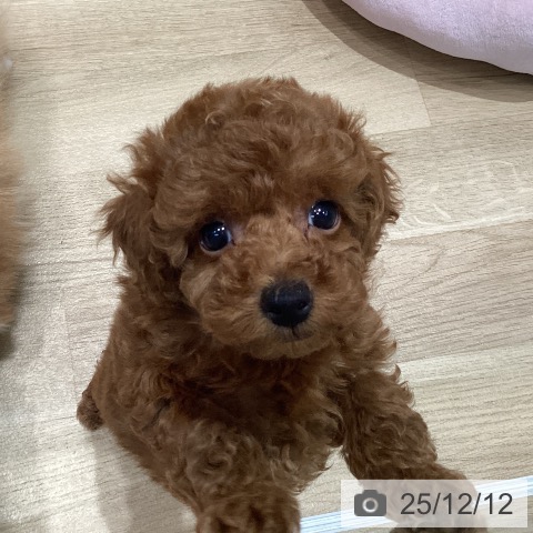 宮城県のトイプードル(トイ) (ペットプラス 仙台泉大沢店/2025年10月5日生まれ/男の子/レッド)の子犬の3枚目の画像