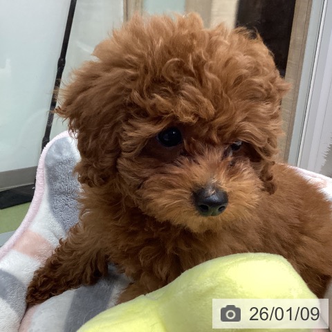埼玉県のトイプードル(トイ) (ペットプラス 八潮店/2025年10月5日生まれ/男の子/レッド)の子犬の4枚目の画像