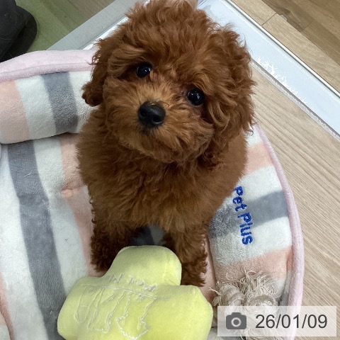 埼玉県のトイプードル(トイ) (ペットプラス 八潮店/2025年10月5日生まれ/男の子/レッド)の子犬の3枚目の画像