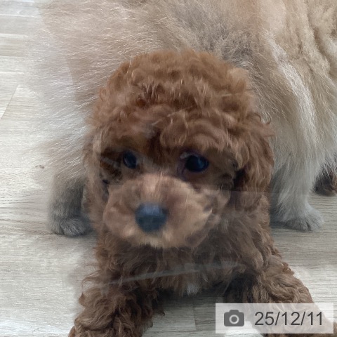 宮城県のトイプードル(トイ) (ペットプラス 仙台泉大沢店/2025年10月5日生まれ/女の子/レッド)の子犬の4枚目の画像