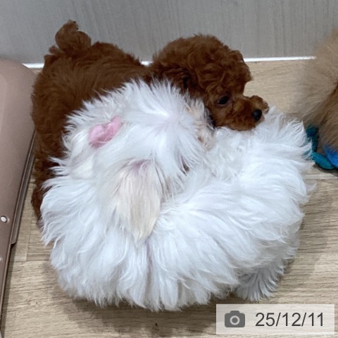 宮城県のトイプードル(トイ) (ペットプラス 仙台泉大沢店/2025年10月5日生まれ/女の子/レッド)の子犬の3枚目の画像