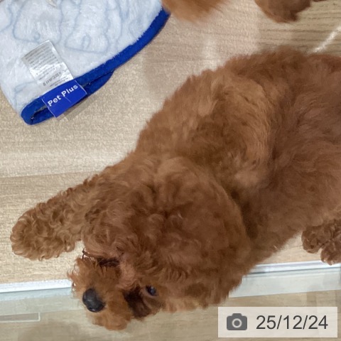 宮城県のトイプードル(トイ) (ペットプラス 仙台泉大沢店/2025年10月5日生まれ/女の子/レッド)の子犬の3枚目の画像