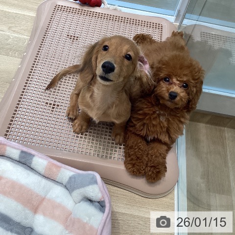 宮城県のトイプードル(トイ) (ペットプラス 仙台泉大沢店/2025年10月5日生まれ/女の子/レッド)の子犬の4枚目の画像