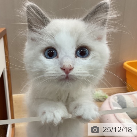 埼玉県のラグドール (ペットプラス ららぽーと富士見店/2025年10月6日生まれ/男の子/ブルーポイントバイカラー)の子猫の4枚目の画像