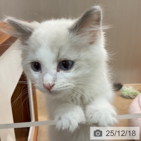 埼玉県のラグドール (ペットプラス ららぽーと富士見店/2025年10月6日生まれ/男の子/ブルーポイントバイカラー)の子猫の3枚目の画像