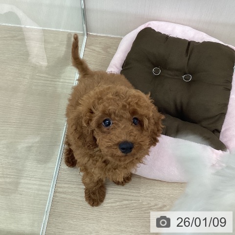 埼玉県のトイプードル(トイ) (ペットプラス 八潮店/2025年10月6日生まれ/男の子/レッド)の子犬の4枚目の画像