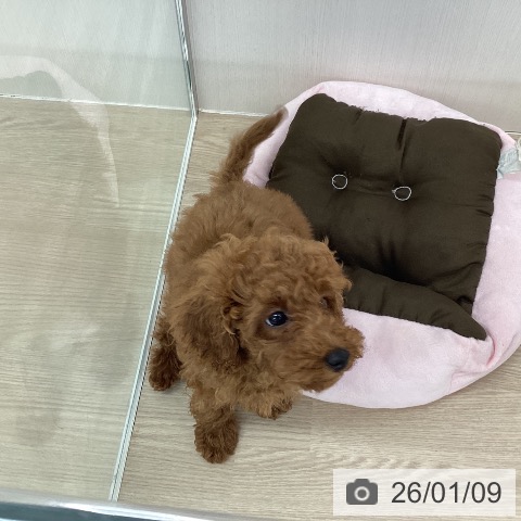 埼玉県のトイプードル(トイ) (ペットプラス 八潮店/2025年10月6日生まれ/男の子/レッド)の子犬の3枚目の画像