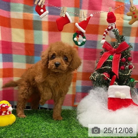 トイ・プードルの写真