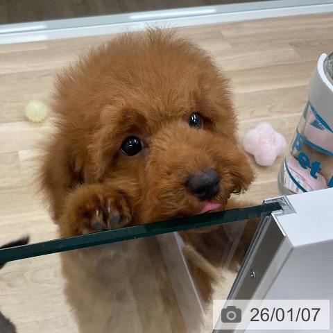 千葉県のトイプードル(トイ) (ペットプラス コトエ流山おおたかの森店/2025年10月6日生まれ/男の子/レッド)の子犬の4枚目の画像