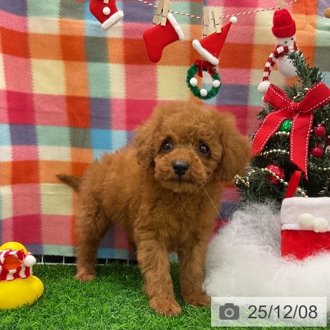 トイ・プードルの写真