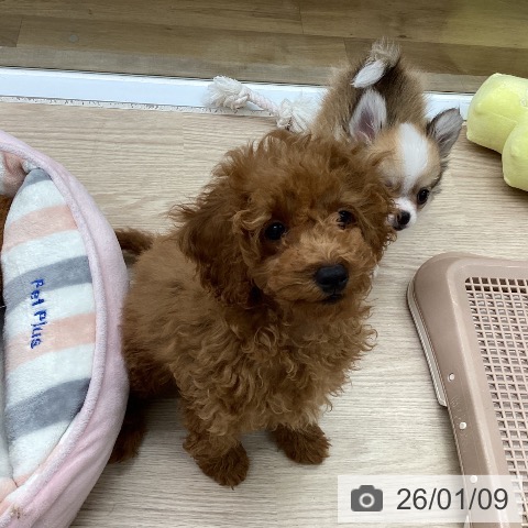 埼玉県のトイプードル(トイ) (ペットプラス イオンモール春日部店/2025年10月6日生まれ/女の子/レッド)の子犬の4枚目の画像