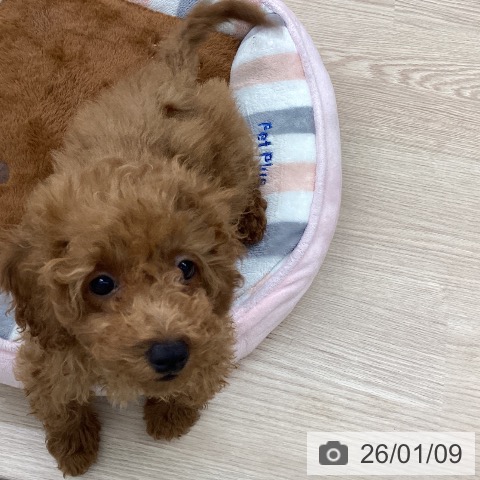 埼玉県のトイプードル(トイ) (ペットプラス 八潮店/2025年10月6日生まれ/女の子/レッド)の子犬の3枚目の画像