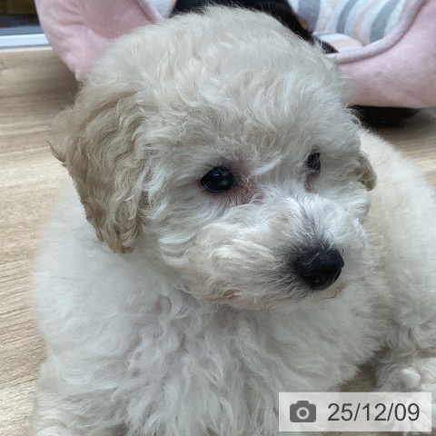 東京都のトイプードル(トイ) (ペットプラス むさし村山店/2025年10月6日生まれ/女の子/クリーム)の子犬の3枚目の画像