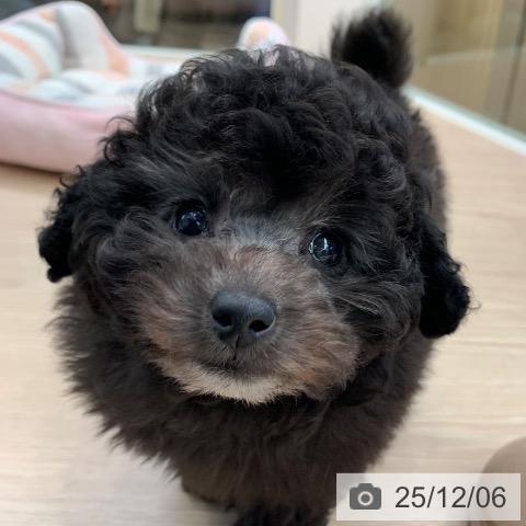 トイ・プードルの写真