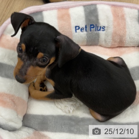 ミニチュア・ピンシャーの写真