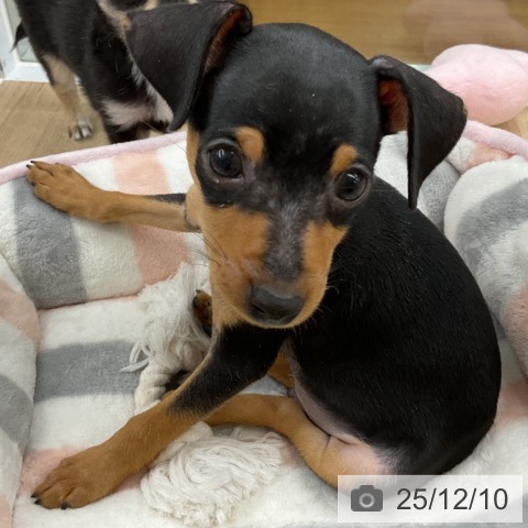 ミニチュア・ピンシャーの写真