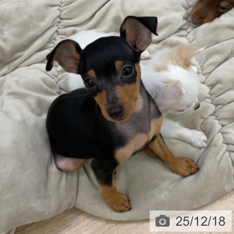 福島県のミニチュアピンシャー (ペットプラス 福島店/2025年10月5日生まれ/男の子/ブラックタン)の子犬の3枚目の画像