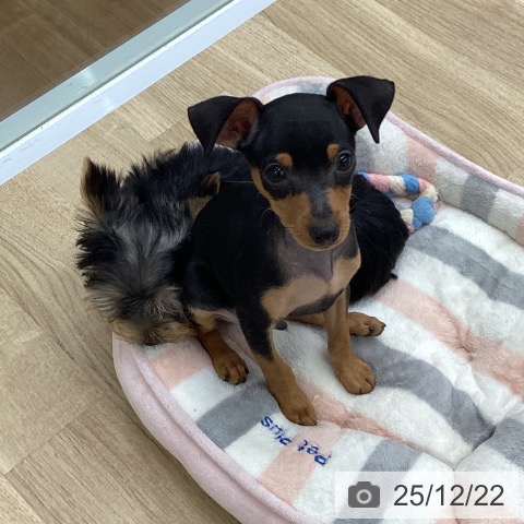 福島県のミニチュアピンシャー (ペットプラス 福島店/2025年10月5日生まれ/男の子/ブラックタン)の子犬の3枚目の画像