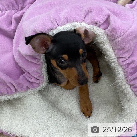 福島県のミニチュアピンシャー (ペットプラス 福島店/2025年10月5日生まれ/男の子/ブラックタン)の子犬の3枚目の画像