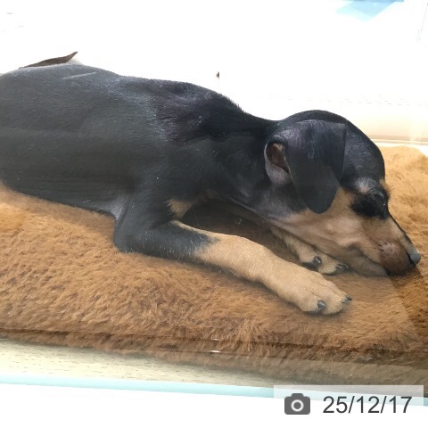 茨城県のミニチュアピンシャー (ペットプラス つくば店/2025年10月5日生まれ/女の子/ブラックタン)の子犬の4枚目の画像