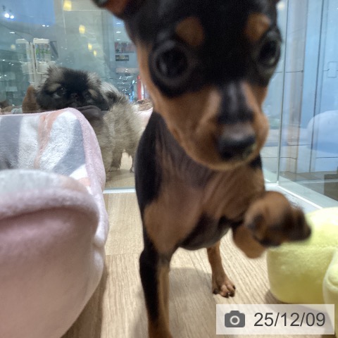 茨城県のミニチュアピンシャー (ペットプラス つくば店/2025年10月5日生まれ/女の子/ブラックタン)の子犬の3枚目の画像