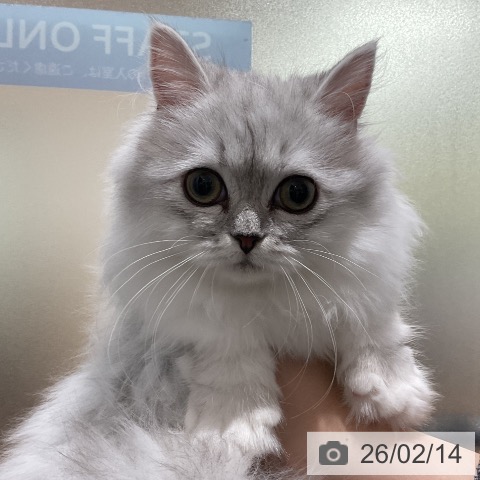 埼玉県のミヌエット (ペッツワン 吉川美南店/2025年10月1日生まれ/女の子/シェーデットシルバー)の子猫の4枚目の画像