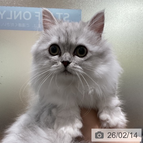 埼玉県のミヌエット (ペッツワン 吉川美南店/2025年10月1日生まれ/女の子/シェーデットシルバー)の子猫の3枚目の画像